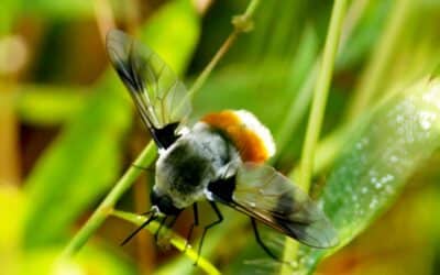 Adaptogeny – naturalne wsparcie w&nbsp;walce ze&nbsp;stresem i&nbsp;zmęczeniem