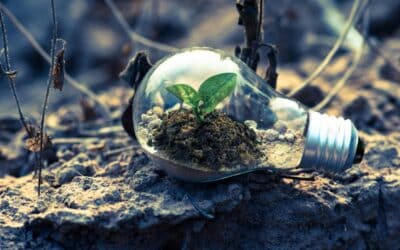 Naturalne suplementy na&nbsp;boreliozę – protokół Buhnera i&nbsp;ziołowe wsparcie leczenia