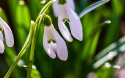 Galantamina i naturalne nootropiki — wsparcie pamięci i koncentracji