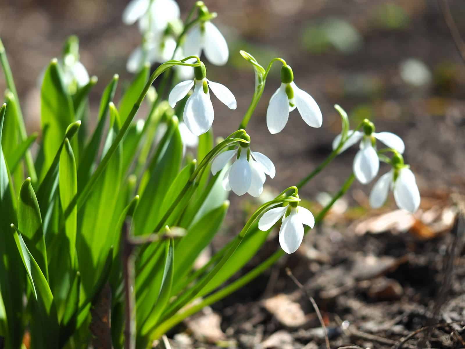 Galantamina – działanie i dawkowanie alkaloidu z przebiśniegu