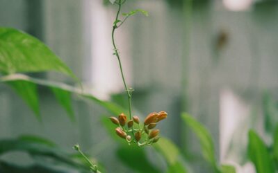 Sarsaparilla — zapomniane zioło o szerokim działaniu
